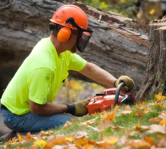 tree services Pablo